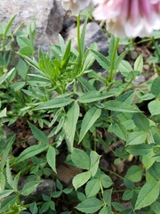 Trifolium productum