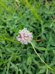 Trifolium productum