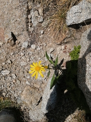 Senecio pyrenaicus