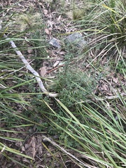 Hibbertia obtusifolia