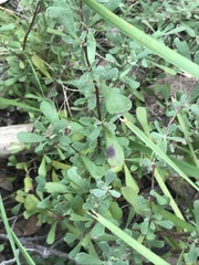 Hibbertia obtusifolia