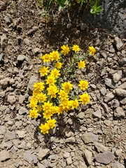 Eriophyllum lanatum integrifolium