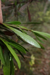 Dodonaea viscosa spatulata