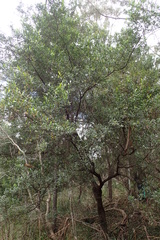 Dodonaea viscosa spatulata