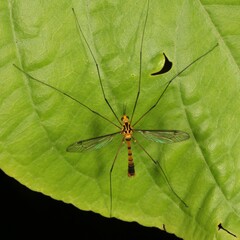 Nephrotoma australasiae