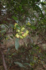 Dodonaea viscosa spatulata