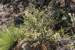 Erica spectabilis