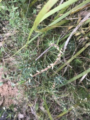 Melichrus urceolatus