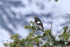 Phoenicurus erythrogastrus