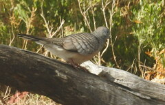 Geopelia placida