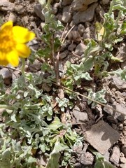 Eriophyllum lanatum integrifolium