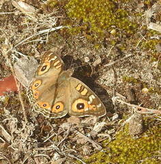 Junonia villida