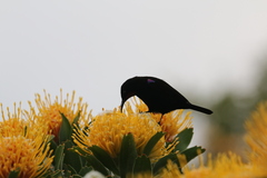 Chalcomitra amethystina