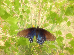 Limenitis arthemis arizonensis