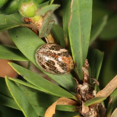 Paropsisterna semifumata