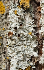 Punctelia bolliana