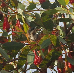 Acanthorhynchus tenuirostris