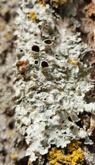 Punctelia bolliana