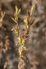 Madia glomerata