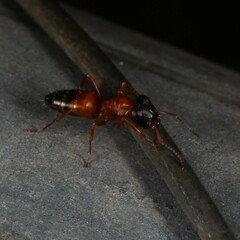 Opisthopsis rufithorax