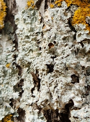 Punctelia bolliana