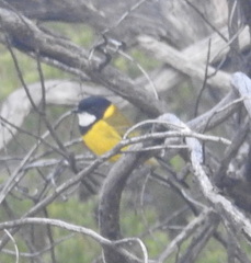 Pachycephala fuliginosa