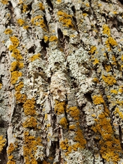 Punctelia bolliana