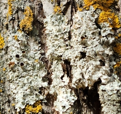 Punctelia bolliana