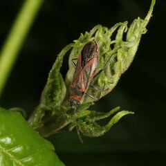 Lygaeidae