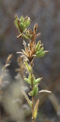 Madia glomerata