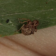 Hyperinae