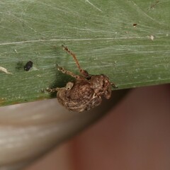 Hyperinae