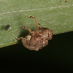 Hyperinae