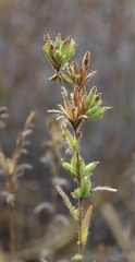 Madia glomerata