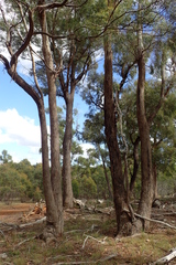 Eucalyptus amygdalina
