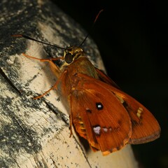 Trapezites symmomus