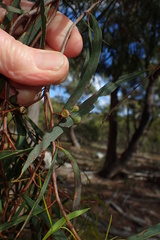 Eucalyptus amygdalina