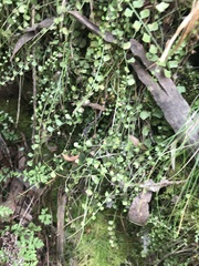 Asplenium flabellifolium