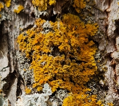 Xanthomendoza ulophyllodes
