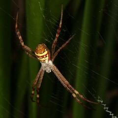Argiope keyserlingi