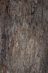 Eucalyptus amygdalina