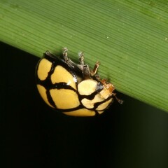 Harmonia testudinaria