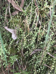 Asplenium flabellifolium
