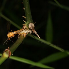 Nephrotoma australasiae
