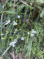 Libertia paniculata