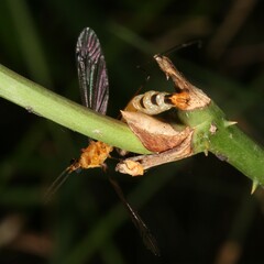 Nephrotoma australasiae