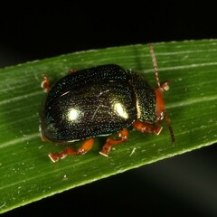 Calomela ruficeps