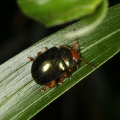 Calomela ruficeps