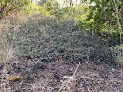 Ceanothus fresnensis