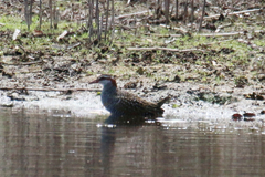 Gallirallus philippensis